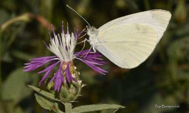 Η Κρήτη δε σταματά να εκπλήσσει -  Εντοπίστηκε νέο είδος φυτού!