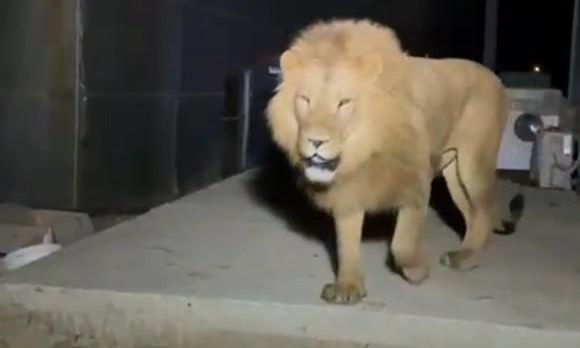 Τουρκία: Τρόμος στην Αττάλεια - Λιοντάρι δραπέτευσε και επιτέθηκε σε οικογένεια σε χωράφι