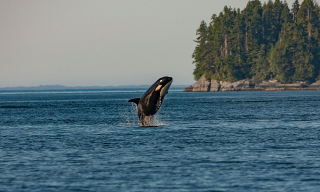 Απίστευτο μυστήριο: Όρκες προσφέρουν «δώρα» σε ανθρώπους για να δουν τι θα τα κάνουν