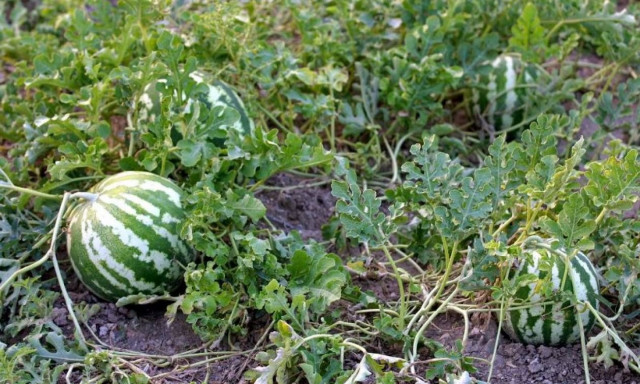 Ηλεία: Αγριογούρουνα έφαγαν εν μία νυκτί δύο τόνους καρπούζια
