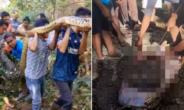 Ινδονησία: Σκληρό βίντεο - Η στιγμή που βγάζουν πτώμα άνδρα από πύθωνα 8,5 μέτρων