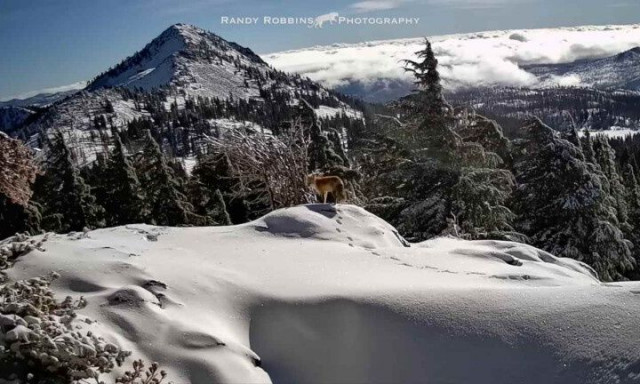 Φωτογράφος κατέγραψε το σπανιότερο θηλαστικό της Καλιφόρνια σε βίντεο