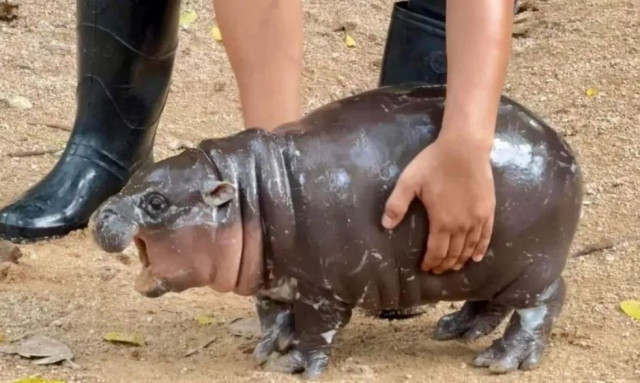 Ταϊλάνδη: Τα πρώτα γενέθλια του μικρού ιπποπόταμου Moo Deng – Γιορτάζει με τετραήμερο φεστιβάλ