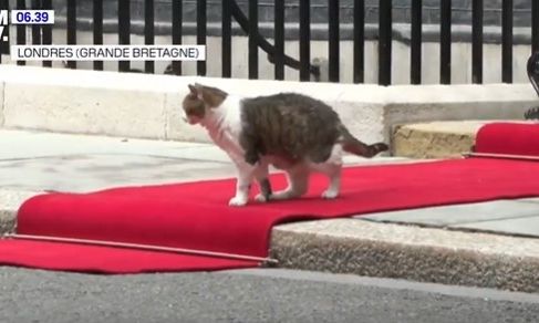 Larry the Cat: «Το πιο δημοφιλές πρόσωπο της Downing Street» - Η γάτα που «γοήτευσε» τον Μακρόν