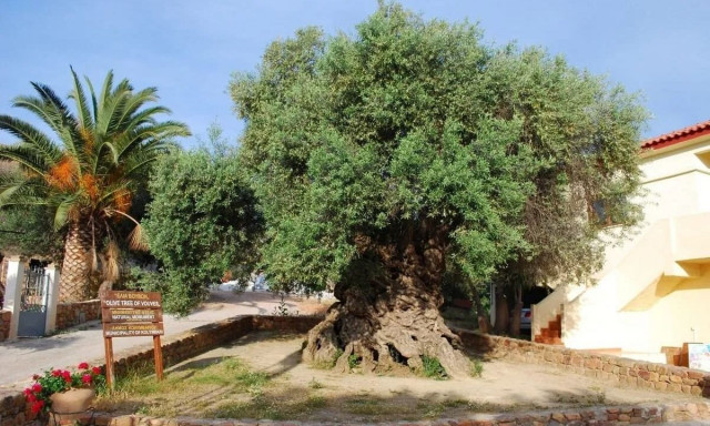 Κρήτη: Η αρχαιότερη ελιά στον κόσμο - Είναι περίπου 4000 ετών και συνεχίζει να βγάζει ελιές