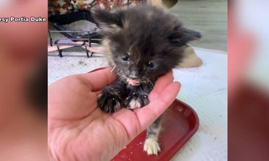 ΗΠΑ: Γυναίκα διέσωσε γατάκι που είχε πέσει στις ράγες τρένου - Δείτε βίντεο