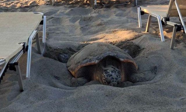 Κρήτη: Καρέτα-Καρέτα εντοπίστηκε να γεννά στην παραλία του Πλατανιά