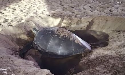 Νάξος: Πράσινη χελώνα βγήκε για πρώτη φορά σε παραλία για να γεννήσει - Βίντεο