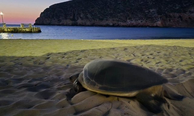 Νάξος: Πράσινη θαλάσσια χελώνα γέννησε για πρώτη φορά στις Κυκλάδες