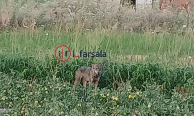 Λύκος κατέβηκε σε χωριά της Λάρισας – Τρόμος για τους κατοίκους της περιοχής