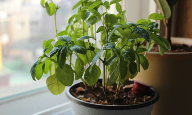 Πόσο συχνά πρέπει να ποτίζετε τον βασιλικό - Κόλπα για να τον διατηρείτε φρέσκο