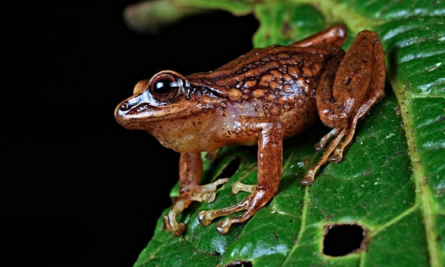 Ανακαλύφθηκαν τρία νέα είδη βατράχων στα βουνά των Άνδεων