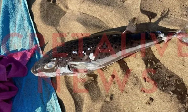 Ηράκλειο: Έκαναν μπάνιο στην παραλία όταν η θάλασσα ξέβρασε λαγοκέφαλο