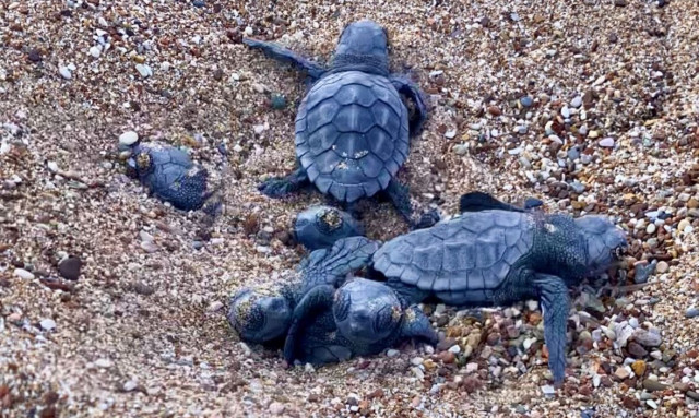 Πιο νωρίς από ποτέ ξεκίνησε η περίοδος εκκόλαψης του 2025 – Τα πρώτα χελωνάκια στη θάλασσα!