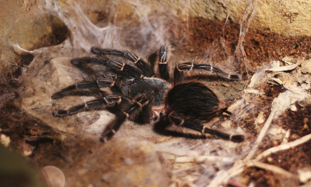 Άφωνοι οι υπάλληλοι τελωνείου - Αντί για κέικ βρήκαν... 1.500 ταραντούλες μέσα σε δέμα