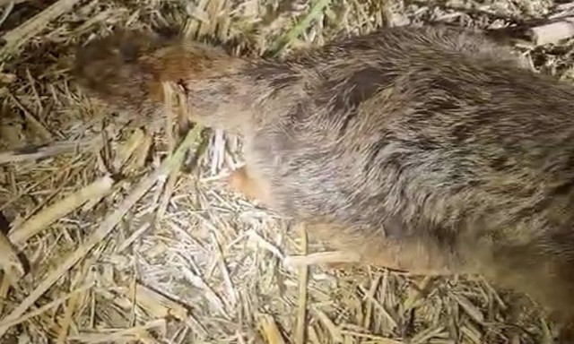 Ο κυνηγός νόμιζε ότι ήταν μια αλεπού, τότε ήρθε η απροσδόκητη έκπληξη