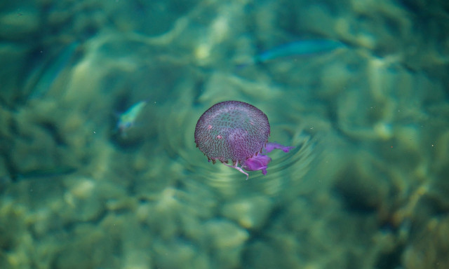 Μωβ μέδουσες: Η σιωπηλή απειλή των ελληνικών θαλασσών – Τι πρέπει να κάνετε αν σας τσιμπήσει
