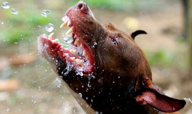 Πέραμα: Επιθεση μεγαλόσωμου σκύλου σε 12χρονο - Τι λέει η οικογένεια του