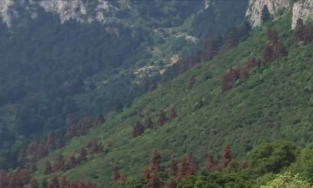 Τα έλατα στα ελληνικά δάση «πεθαίνουν» λόγω της ανομβρίας