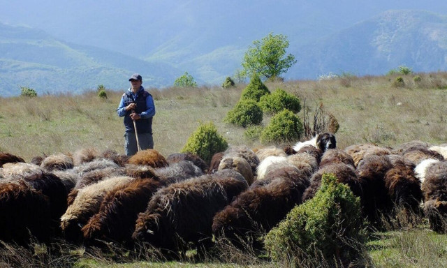Σε απόγνωση οι κτηνοτρόφοι λόγω της ευλογιάς των αιγοπροβάτων – Ζητούν στήριξη από την κυβέρνηση