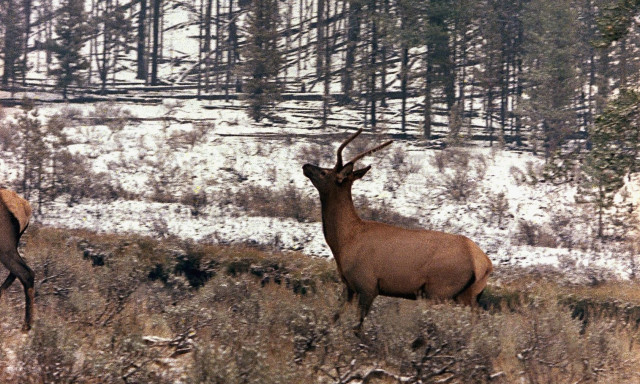 Φόβοι για φυσική καταστροφή: Εκατοντάδες ζώα εγκαταλείπουν τρομαγμένα το Εθνικό Πάρκο Yellowstone