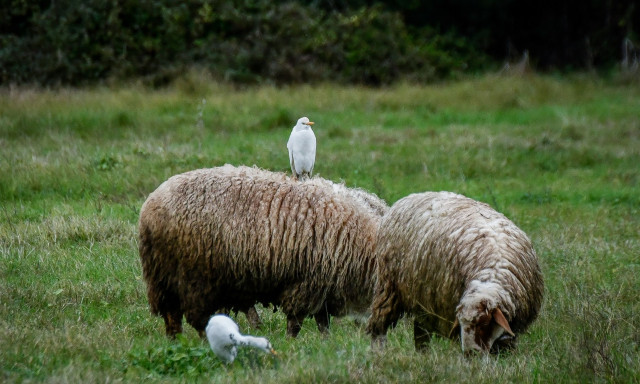 ΟΠΕΚΕΠΕ: Σύλληψη κτηνοτρόφου στη Φλώρινα για παράνομες επιδοτήσεις