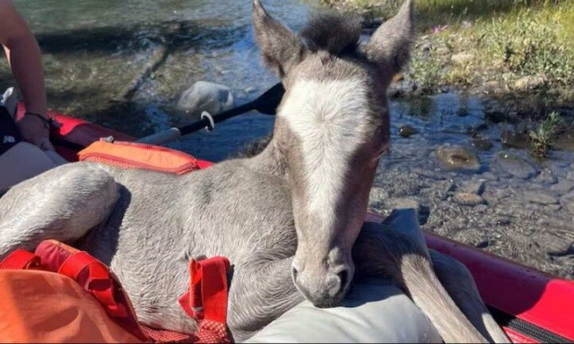 Καναδάς: Δύο γυναίκες διέσωσαν αλογάκι που είχε πέσει σε ποταμό - Το επανένωσαν με την μητέρα του