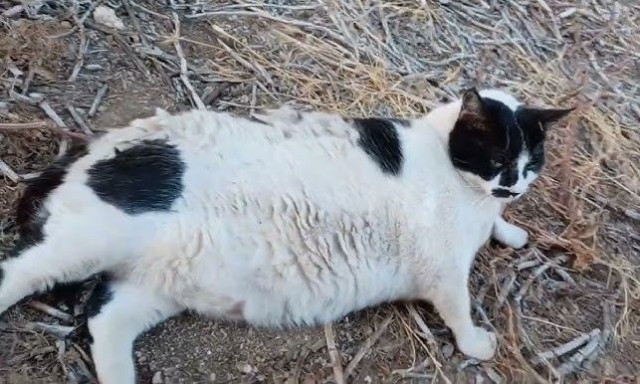 Χανιά: Η viral γάτα που έγινε τοποθεσία στο Google Maps – Τη λατρεύουν σαν… Θεό