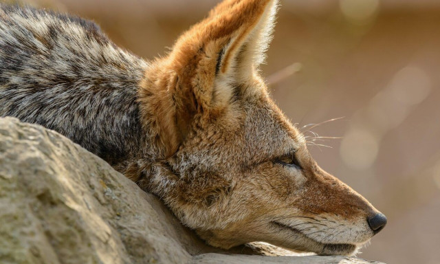 Αλεπούδες έκαναν «απόβαση» στη Δραπετσώνα ανάμεσα στον κόσμο