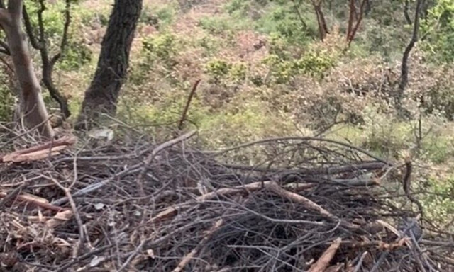 Υμηττός: Έκαναν εργασίες καθαρισμού υπό τον καύσωνα - Κίνδυνος για το βουνό, επενέβη η Πυροσβεστική
