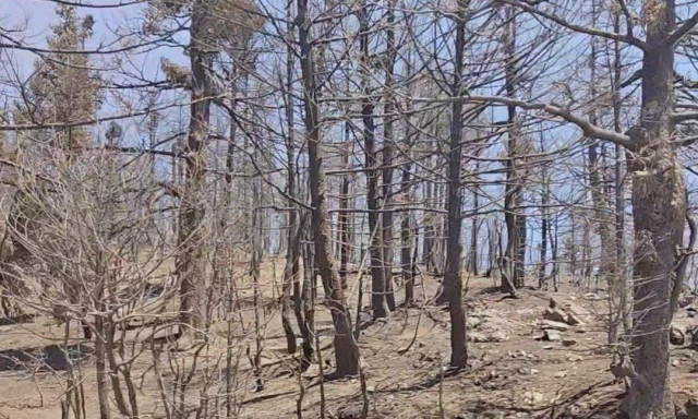 Γιατί η πυρκαγιά στο ελατοδάσος του Φενεού είναι μια μη αναστρέψιμη οικολογική τραγωδία