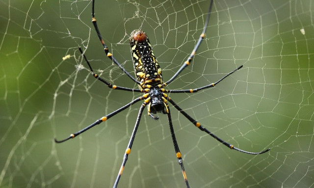 Αράχνες που τρώνε τη μητέρα τους: «Θα παγώσει τους γονείς» η νέα σειρά ντοκιμαντέρ του Attenborough