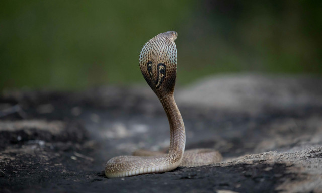 Ινδία: Αγόρι μόλις 2 χρονών δάγκωσε κόμπρα μέχρι θανάτου, αφού αυτή τυλίχθηκε γύρω από τα χέρια του