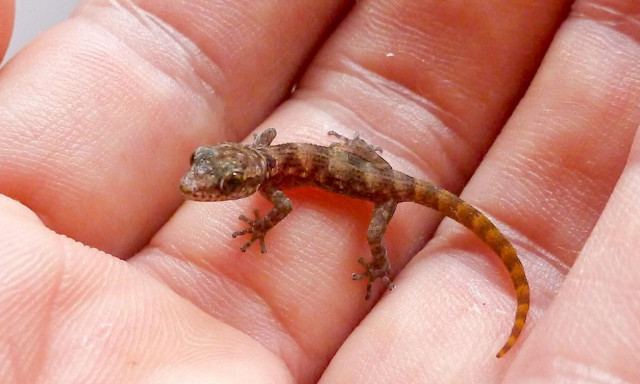 Νησιά Γκαλαπάγκος: Μικροσκοπικό είδος γκέκο που θεωρούνταν εξαφανισμένο ανακαλύφθηκε ξανά