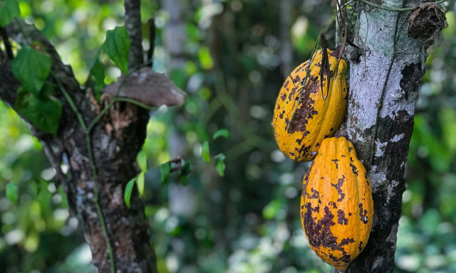Αυτό είναι το δένδρο της σοκολάτας: Η «τροφή των θεών» - Από τους Μάγια στη βιομηχανία πολλών χωρών