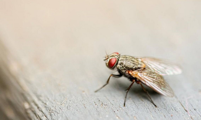 Απαλλαγείτε από τις μύγες μια και καλή μόνο με αυτό το συστατικό