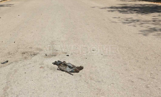 Αυτοπυρπολήθηκε γυναίκα στο Ζάππειο