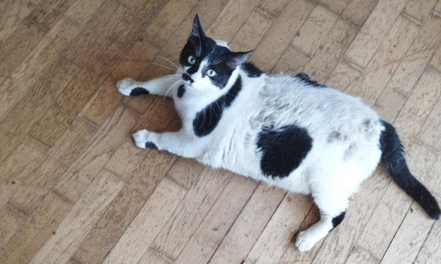 Chonkus Maximus: Κινδύνευσε η viral γατούλα γιατί έγινε αξιοθέατο τουριστών στην Κρήτη