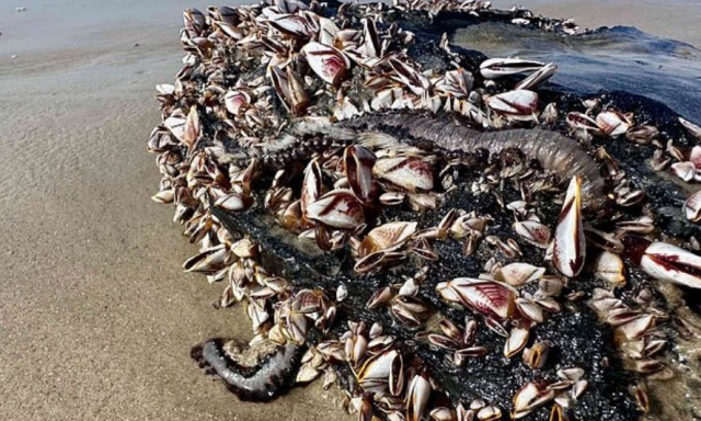 Θαλάσσιος τρόμος: Σκουλήκια που καίνε το δέρμα και αναγεννώνται αν κοπούν ξεβράστηκαν σε παραλία