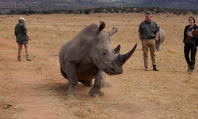 Νότια Αφρική: Επιστήμονες έκαναν ραδιενεργά τα κέρατα ρινόκερων για να καταπολεμήσουν την λαθροθηρία