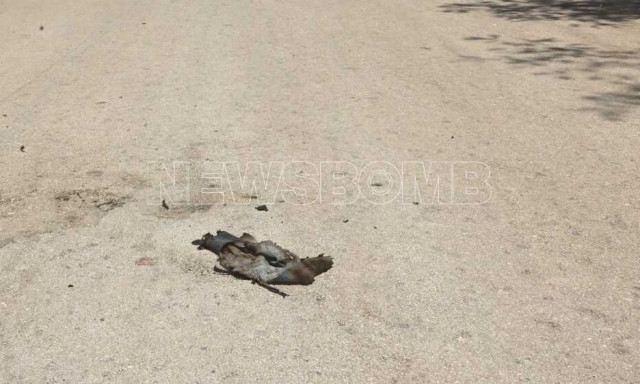 Πέθανε η 67χρονη που αυτοπυρπολήθηκε στο Ζάππειο - Ήταν δημοσιογράφος