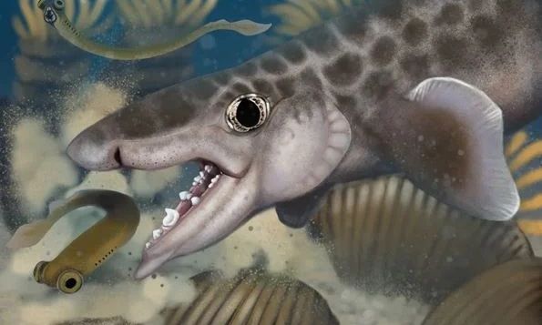 Εντοπίστηκε νέο είδος καρχαρία σε τεράστιο σπηλαιοσύστημα