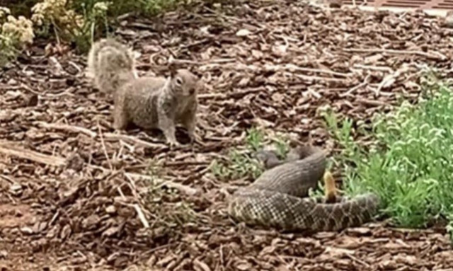 Επικό βίντεο: Σκίουρος και κροταλίας σε μάχη ζωής ή θανάτου