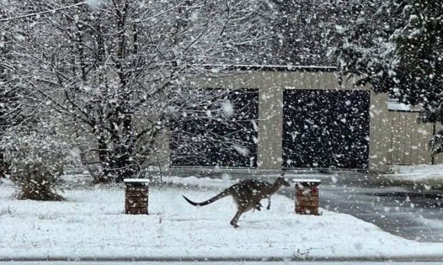 Ιστορικών διαστάσεων χιονοπτώσεις στην Αυστραλία - Καγκουρό στα... χιόνια