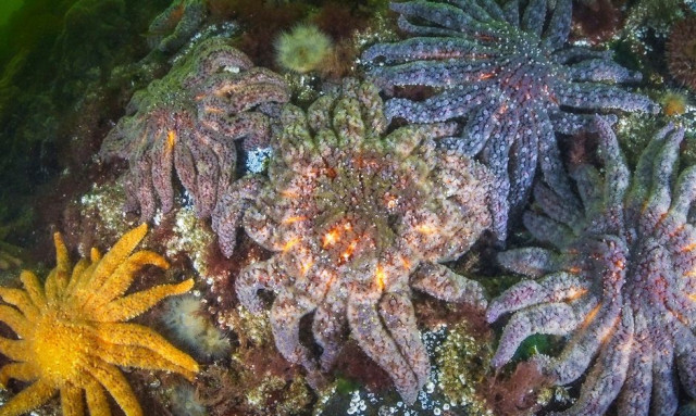 Τι σκότωσε 5 δισεκατομμύρια αστερίες - Επιστήμονες έλυσαν το μυστήριο