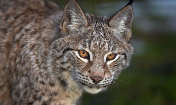 Δανία: Ζωολογικός κήπος ζητά ανεπιθύμητα κατοικίδια για να ταΐσει τα αρπακτικά του