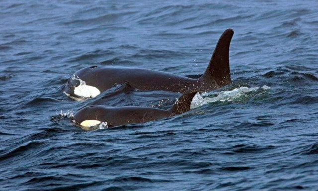 Όρκες προσποιούνται ότι πνίγουν μια δική τους για να διδάξουν στα μικρά τους πώς να σκοτώνουν