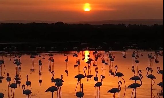 Τουρκία: Μαγεία στο ηλιοβασίλεμα με φλαμίνγκο στη λίμνη Βαν – Εντυπωσιακές εικόνες