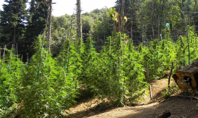 Αιτωλοακαρνανία: Κατασχέθηκαν πάνω από 2.600 δενδρύλλια κάνναβης - Έχουν συλληφθεί 4 άτομα