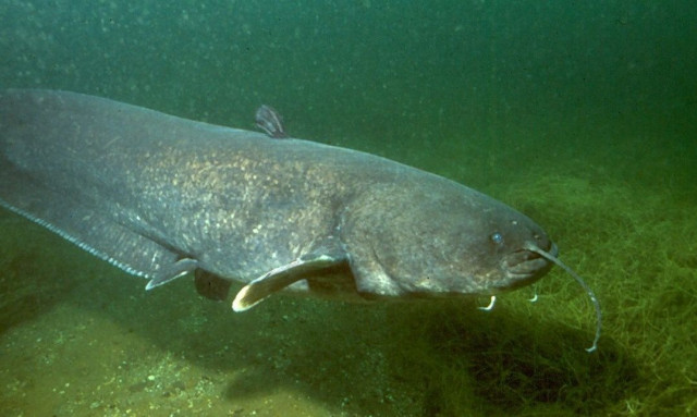 Κοζάνη: Επιασαν γουλιανό 2,7 μέτρων στην λίμνη Πολυφύτου